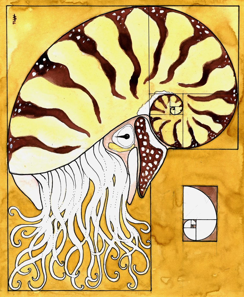 Golden Nautilus - Alberto J. Almarza