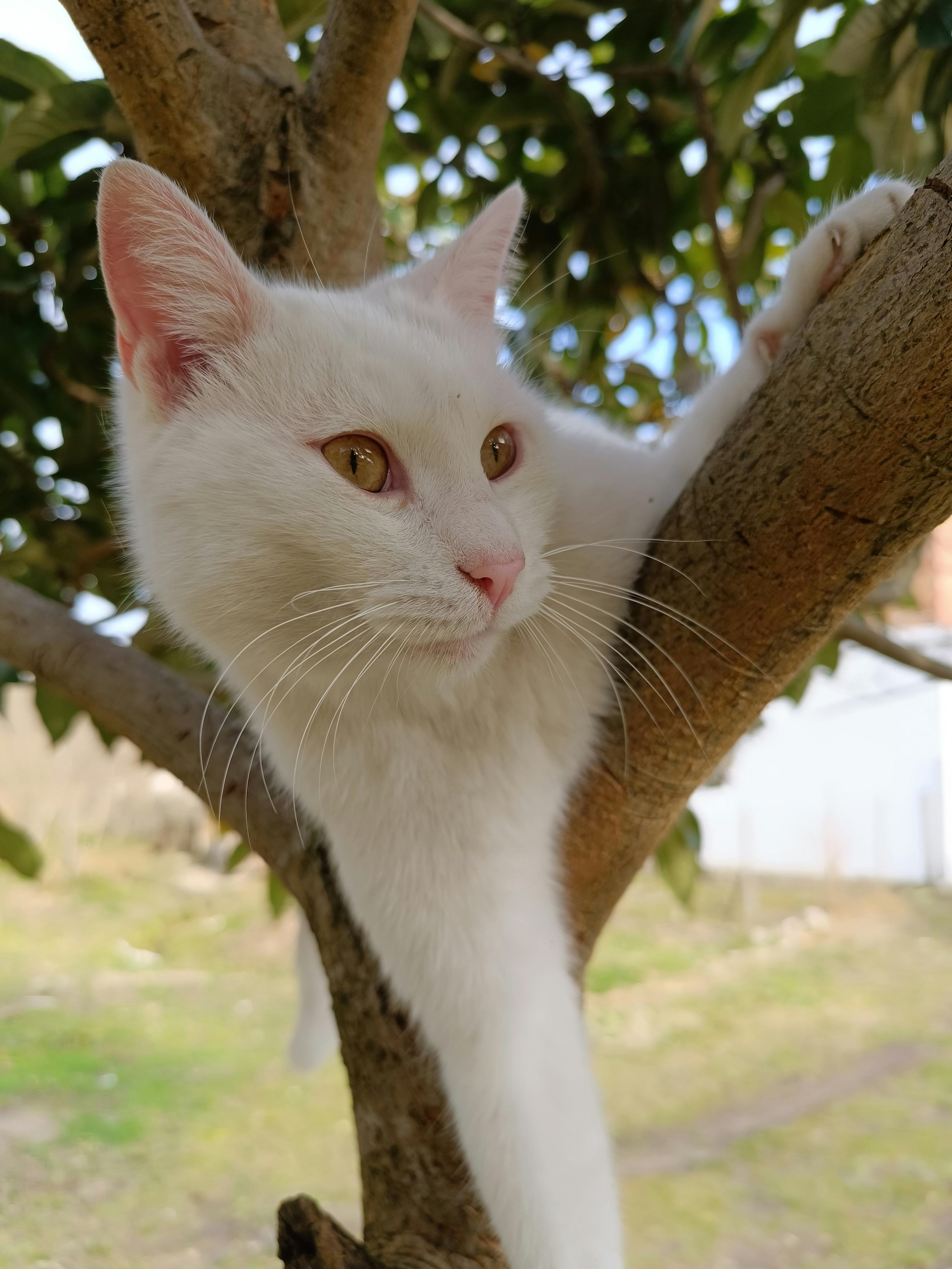 A cute white cat on the tree