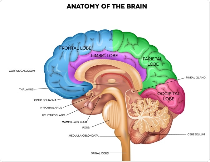 Brain regions