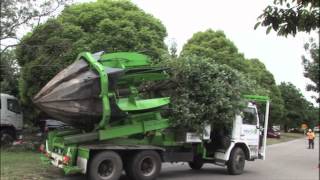 Clyde Road Upgrade - Tree relocation