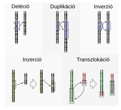 mutációk fajtái
