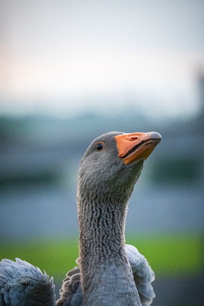 goose image