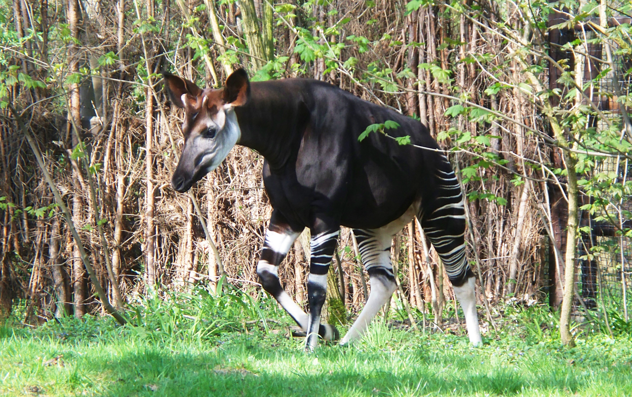 Okapi