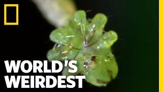 World's Weirdest - Carnivorous Caterpillars