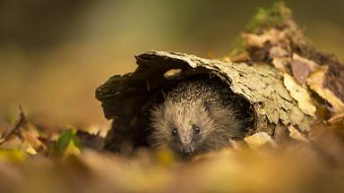 European hedgehog sheltering in tree bark, Sussex, England (© Jules Cox/Minden Pictures)