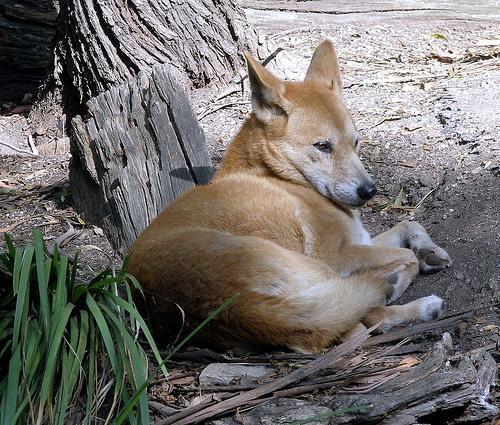 A picture of a dog