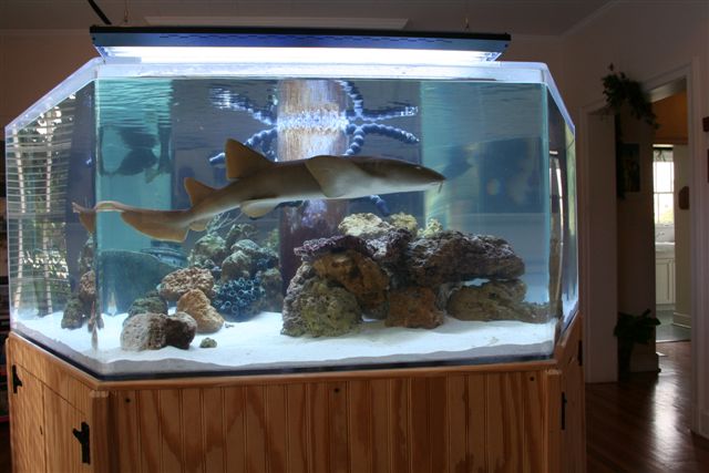 Shark in aquarium