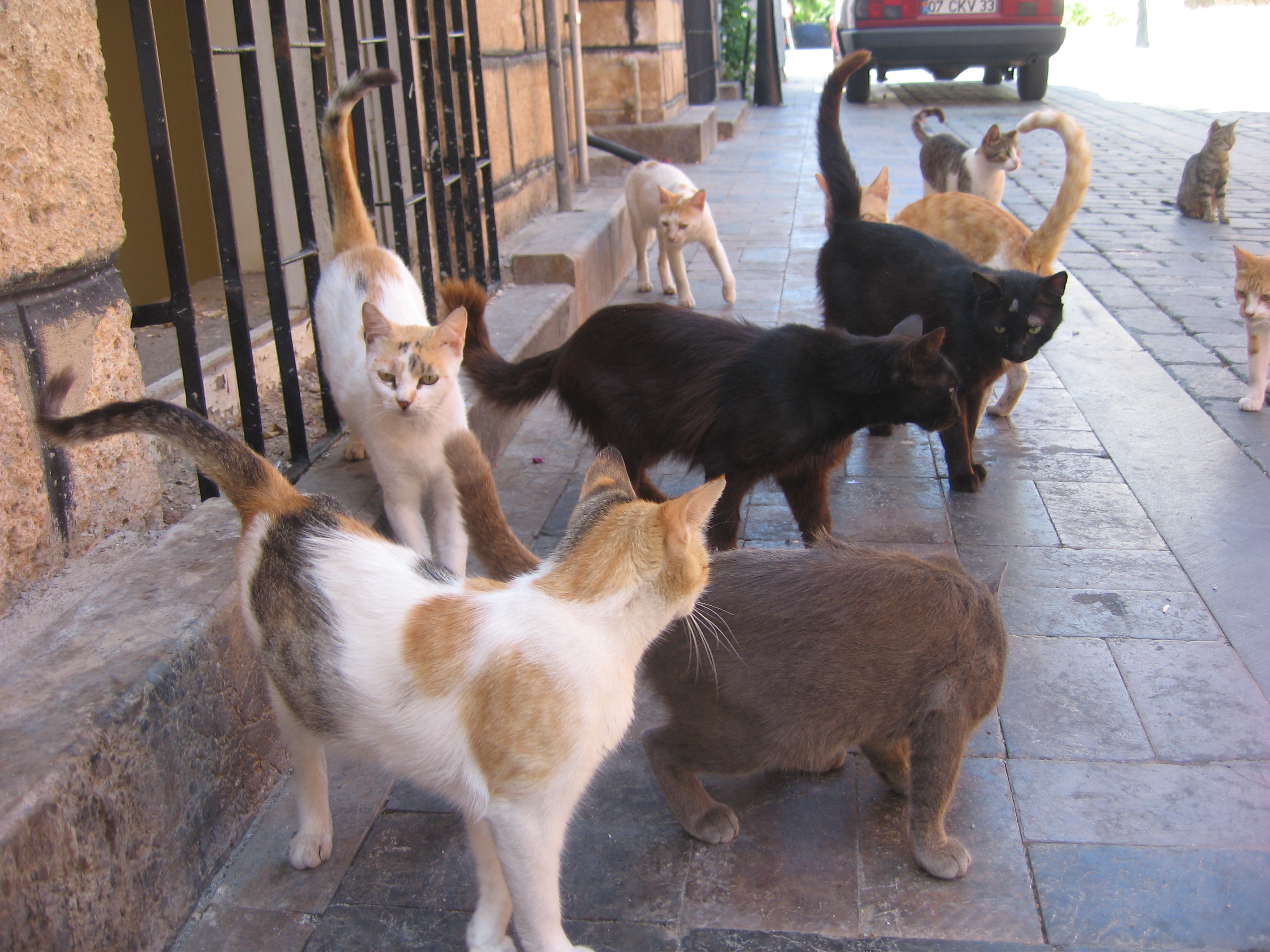 Herd of cats