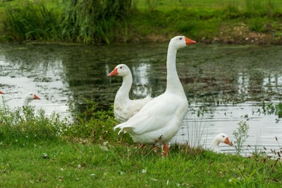 goose image