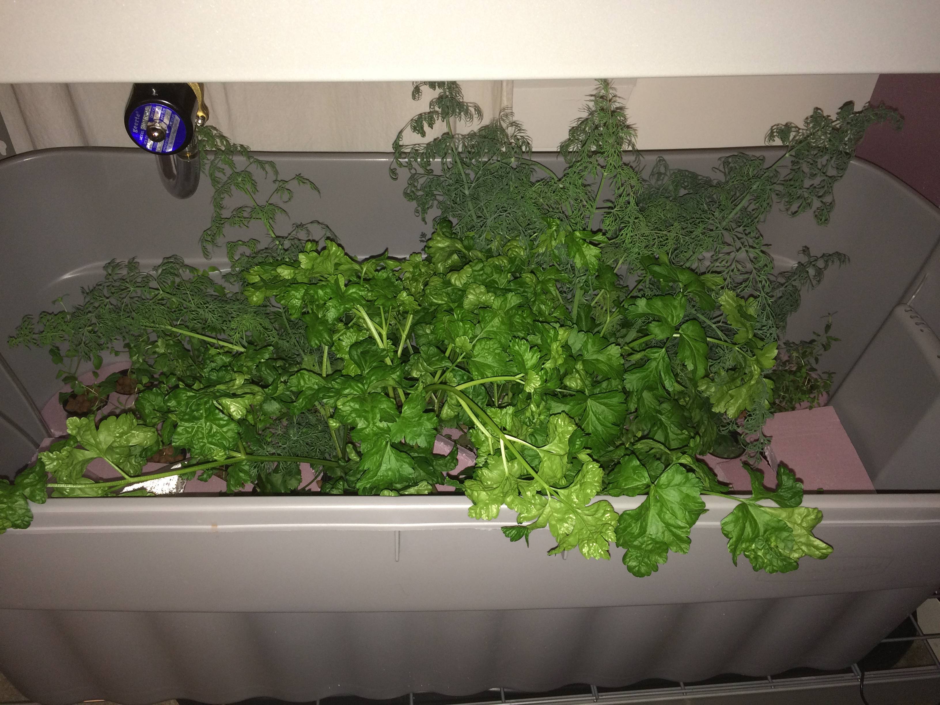 Morris Singer's Hydroponic Garden