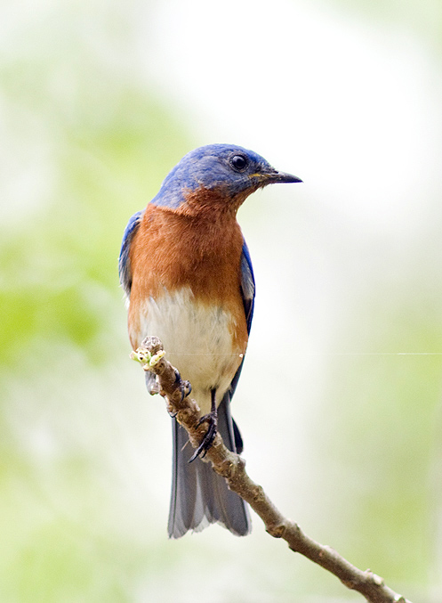 Eastern bluebird (c) 2008 Doug Greenberg, some rights reserved reserved