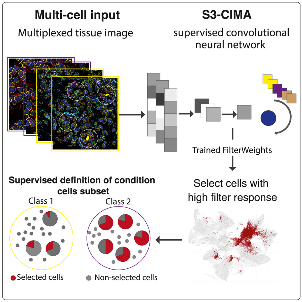 GitHub - claassenlab/S3-CIMA: Supervised Spatial Single-Cell Image ...