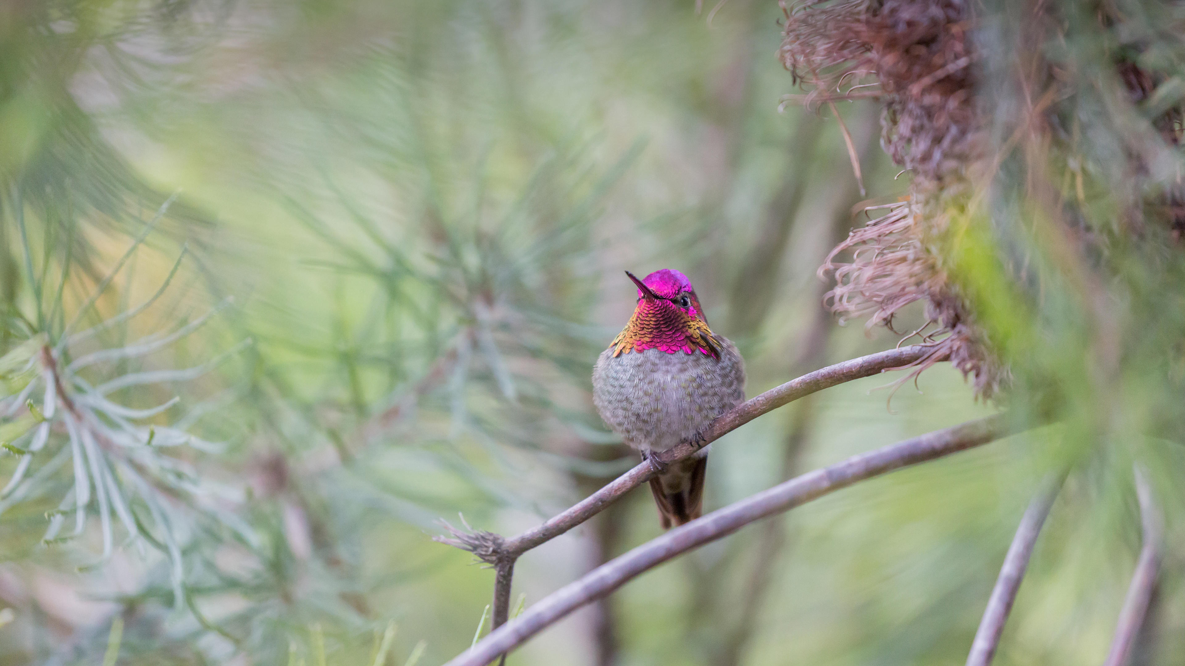 Anna's hummingbird, Santa Cruz, California