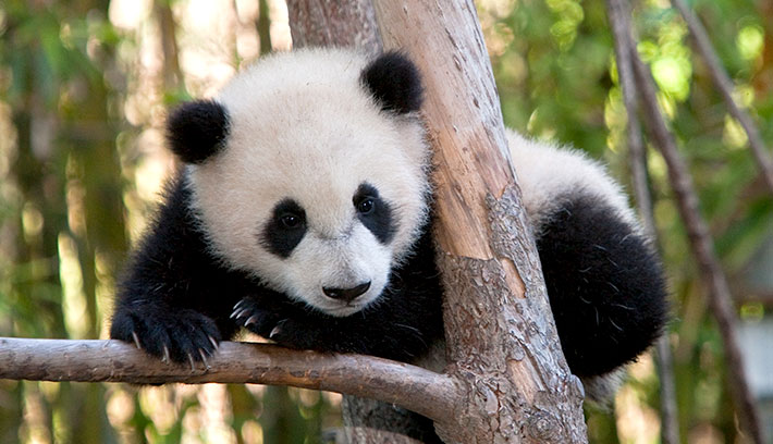 Giant Panda (Ailuropoda Melanoleuca)