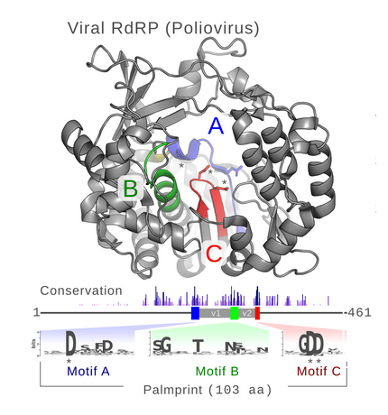 Polymerase structure