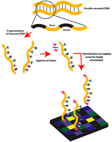 exome_sequencing