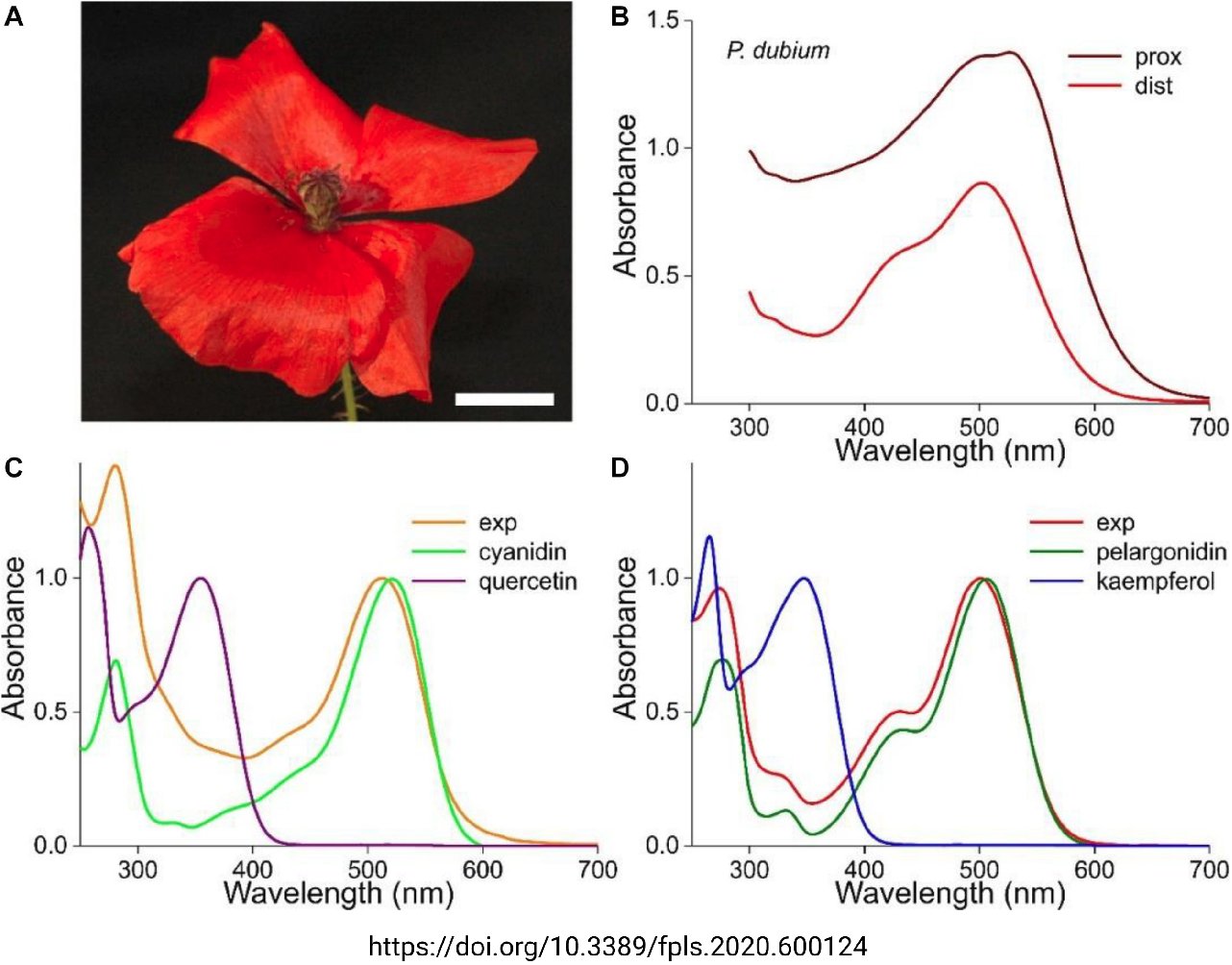 Flavonoid absorption spectra (Tweet #24)