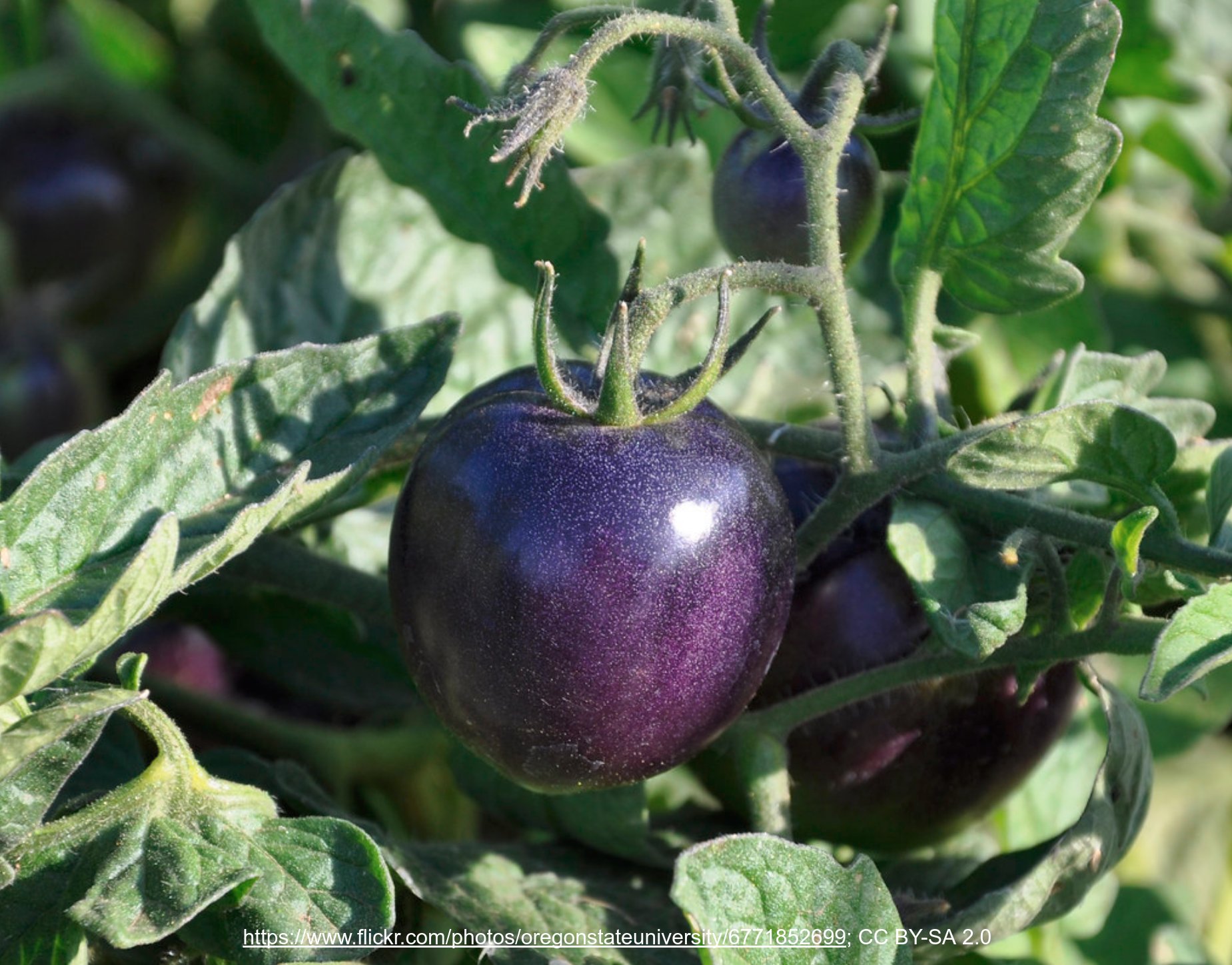 SlAN1 controls anthocyanin accumulation in tomato fruit tissues