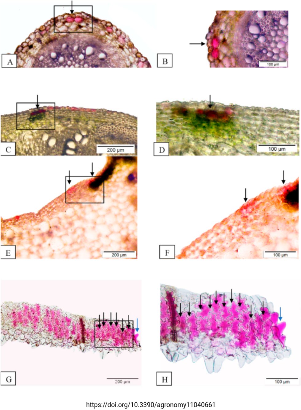 Flavonoid biosynthesis in _Cosmos caudatus_ (Tweet #26)