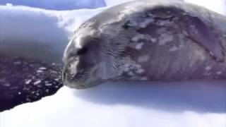 Crybaby Seal EDM Remix