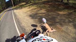 get well soon balloon deer hit on side of road dead