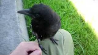 Crow won't go.