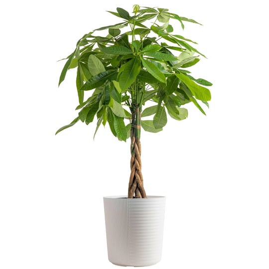 costa-farms-pachira-money-tree-live-indoor-plant-3-4-feet-tall-in-decor-planter-1