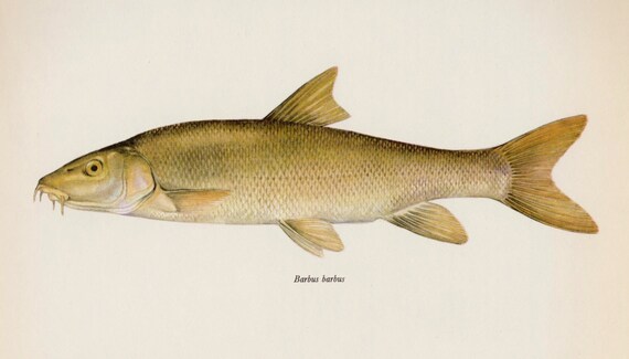 Barbel