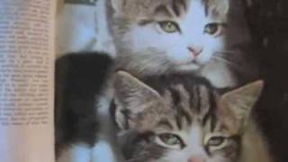 cute girl narrates kitten book