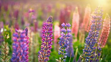 Wild lupines in bloom (© silverjohn/Getty Images Plus)