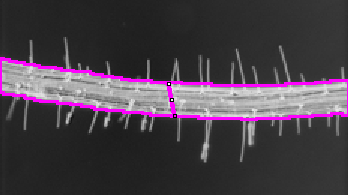 main-root-and-diameter.png