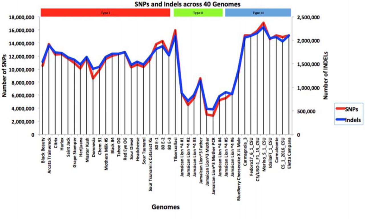 Cannabis SNPs