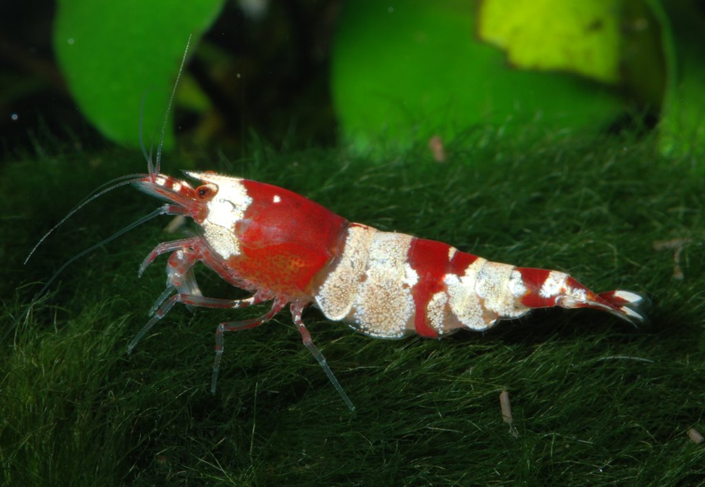 a crystal red shrimp