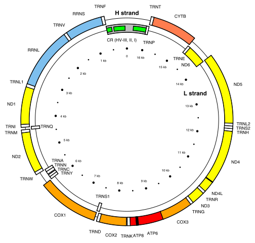 mtDNA