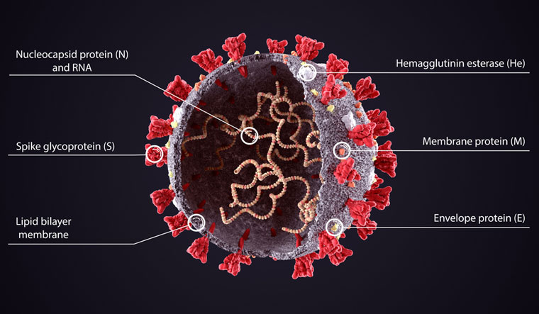 Corona Virus