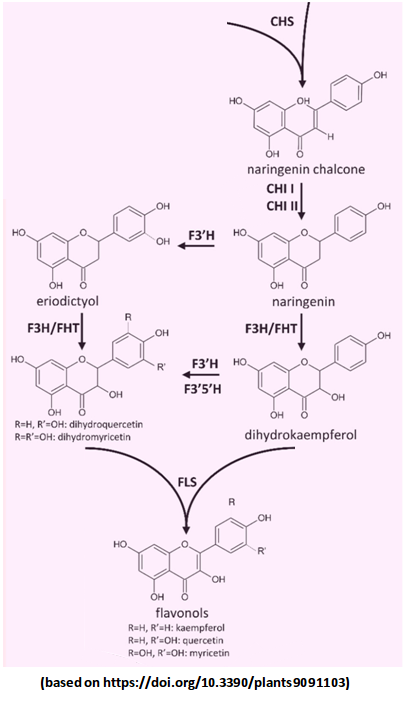 Flavonol biosynthesis pathway (Tweet #2)