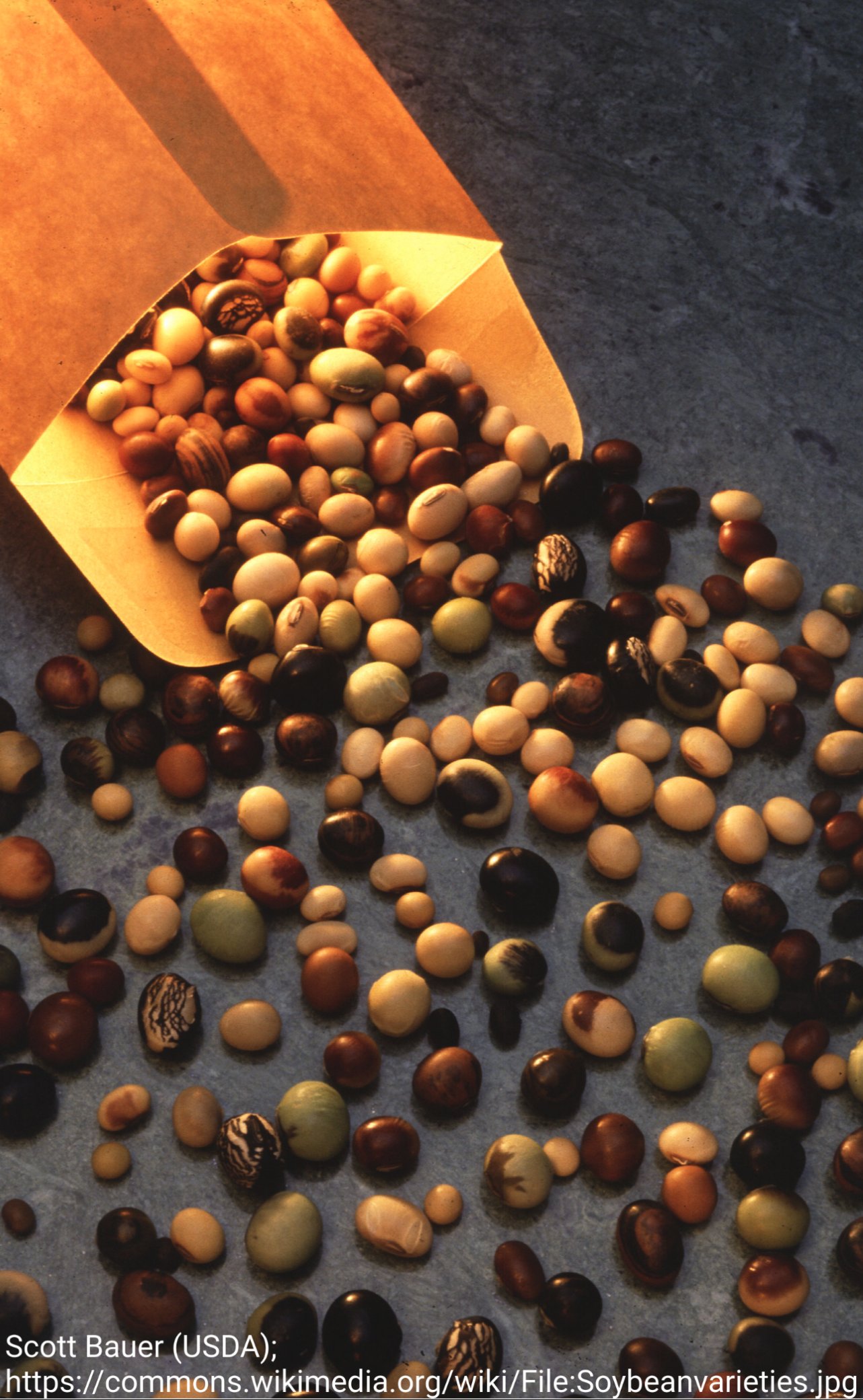 Soybean seed coat pigmentation (Tweet #49)