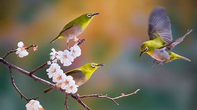 Silvereyes with cherry blossoms, South Korea (© TigerSeo/Getty Images)