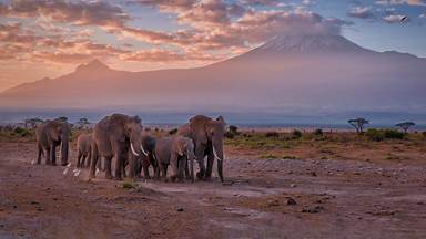 Elephants near Mount Kilimanjaro, Amboseli National Park, Kenya (© Diana Robinson Photography/Getty Images)