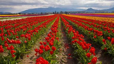 https://cn.bing.com/th?id=OHR.SkagitValleyTulips_ZH-CN9034120306&w=384&h=216