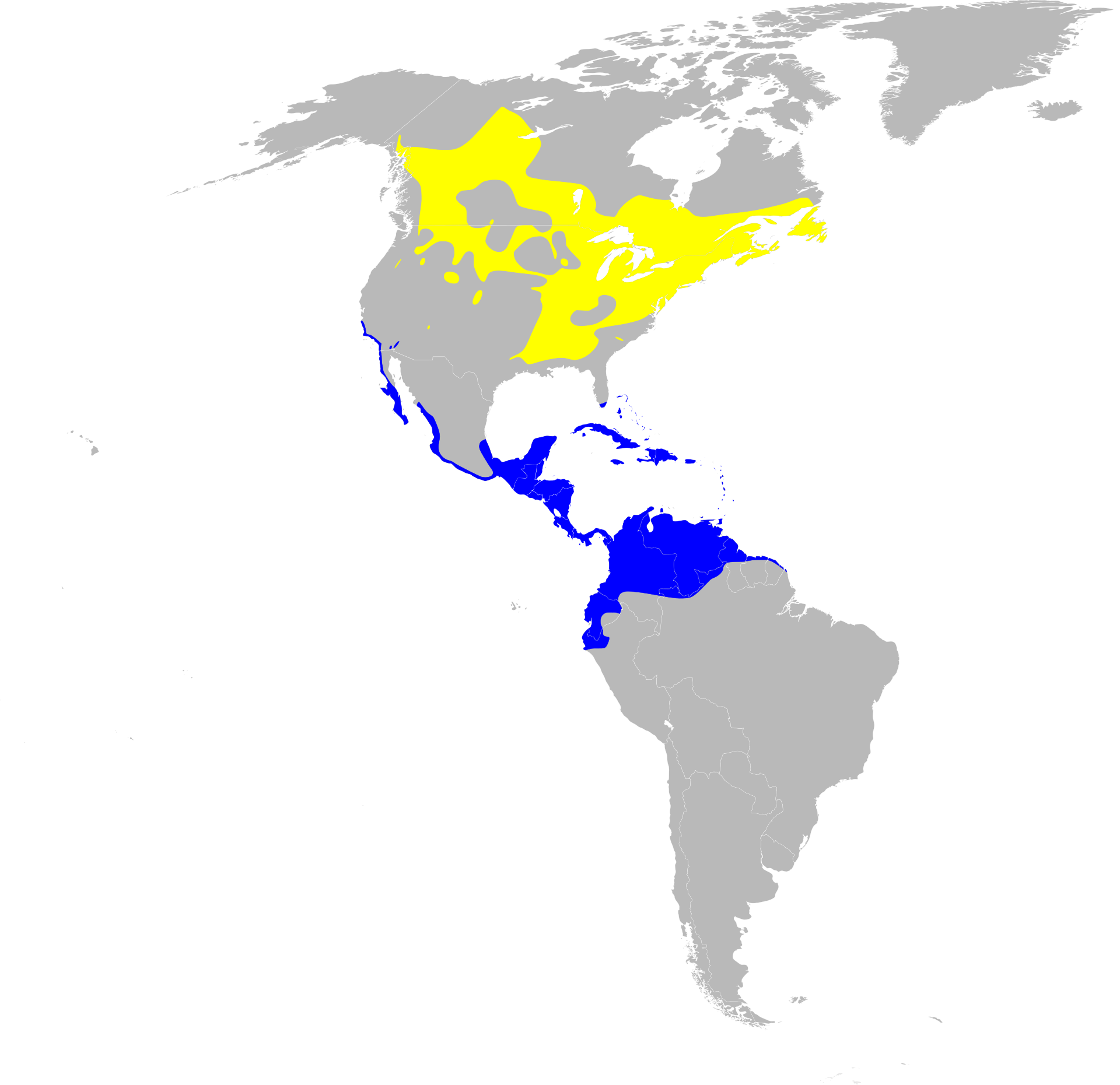 American Redstart