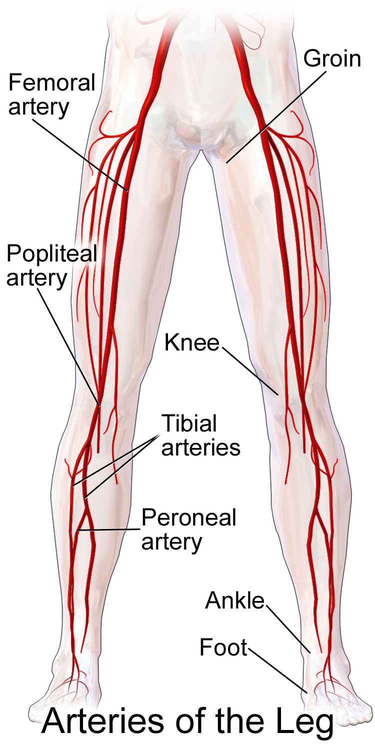 arteries of the leg (wikimedia commons)