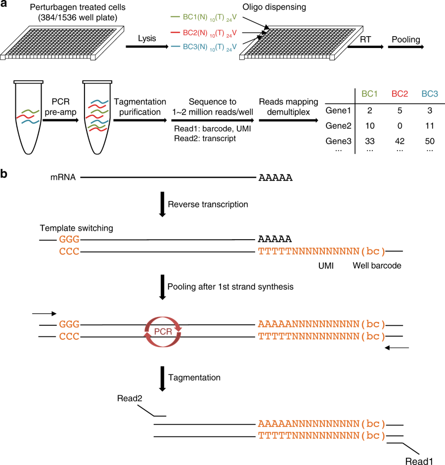 Drug-seq