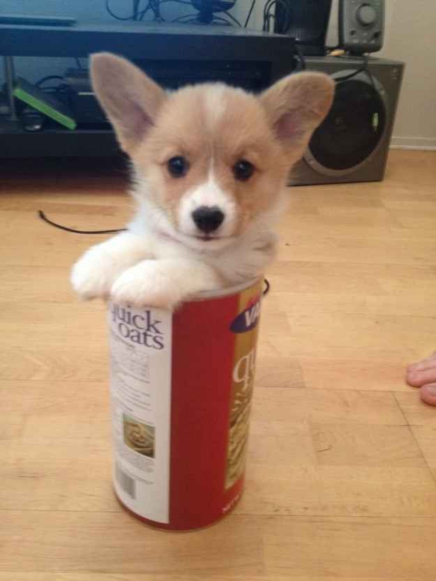 baby corgi