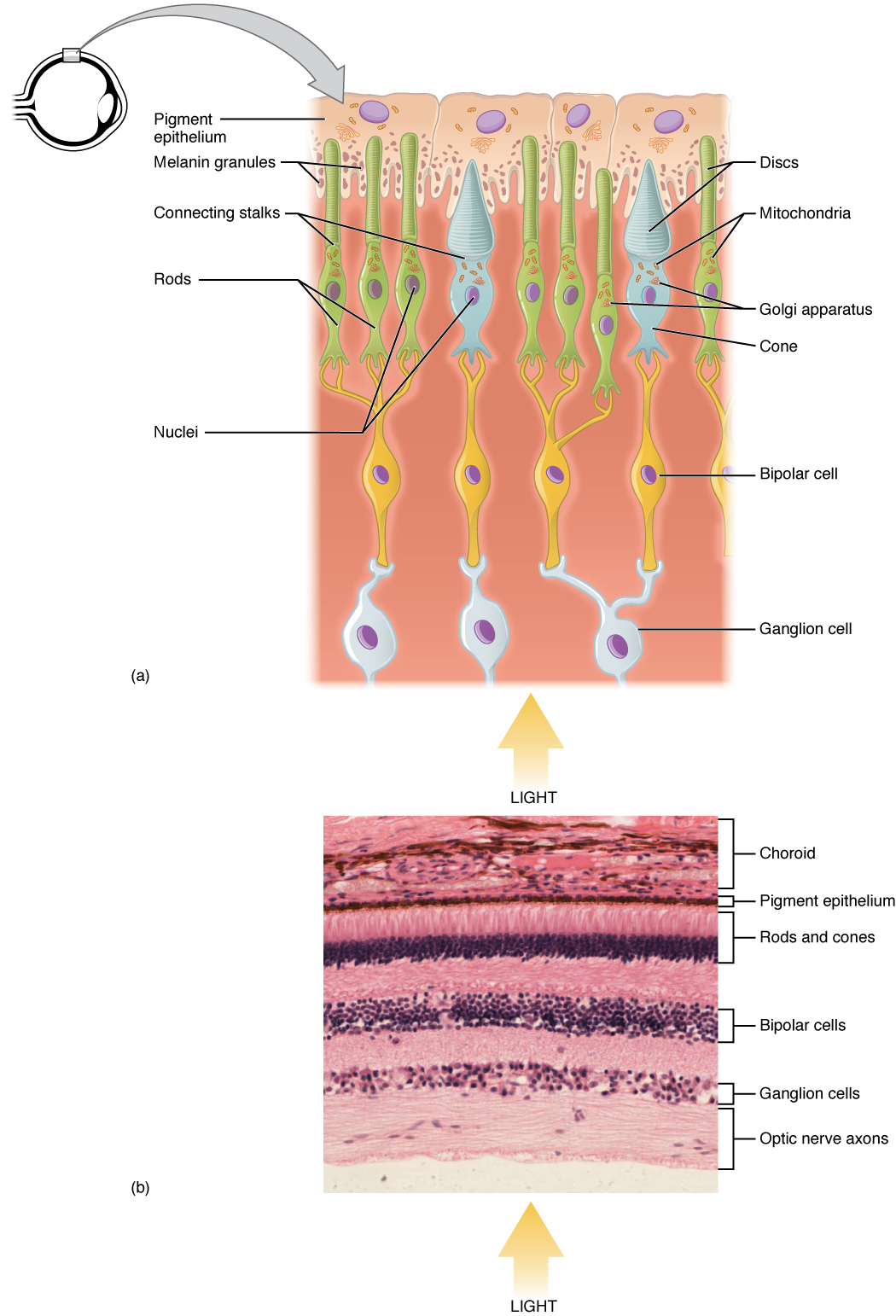 https://en.wikipedia.org/wiki/Photoreceptor_cell