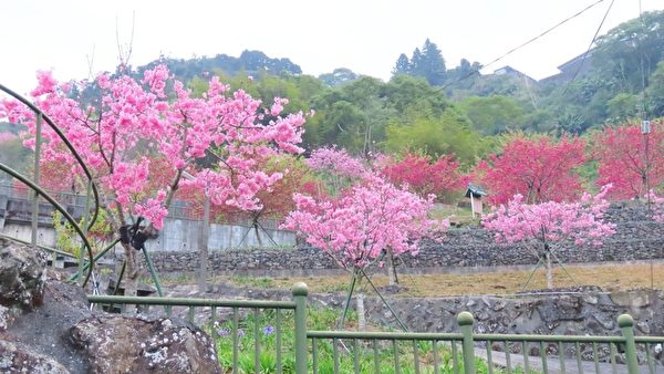 组图：帝雉、蓝腹鹇之美 台阿里山区樱花盛开