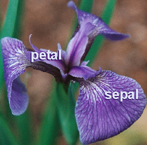 Iris Dataset