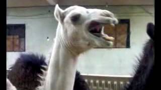 camel Laughing