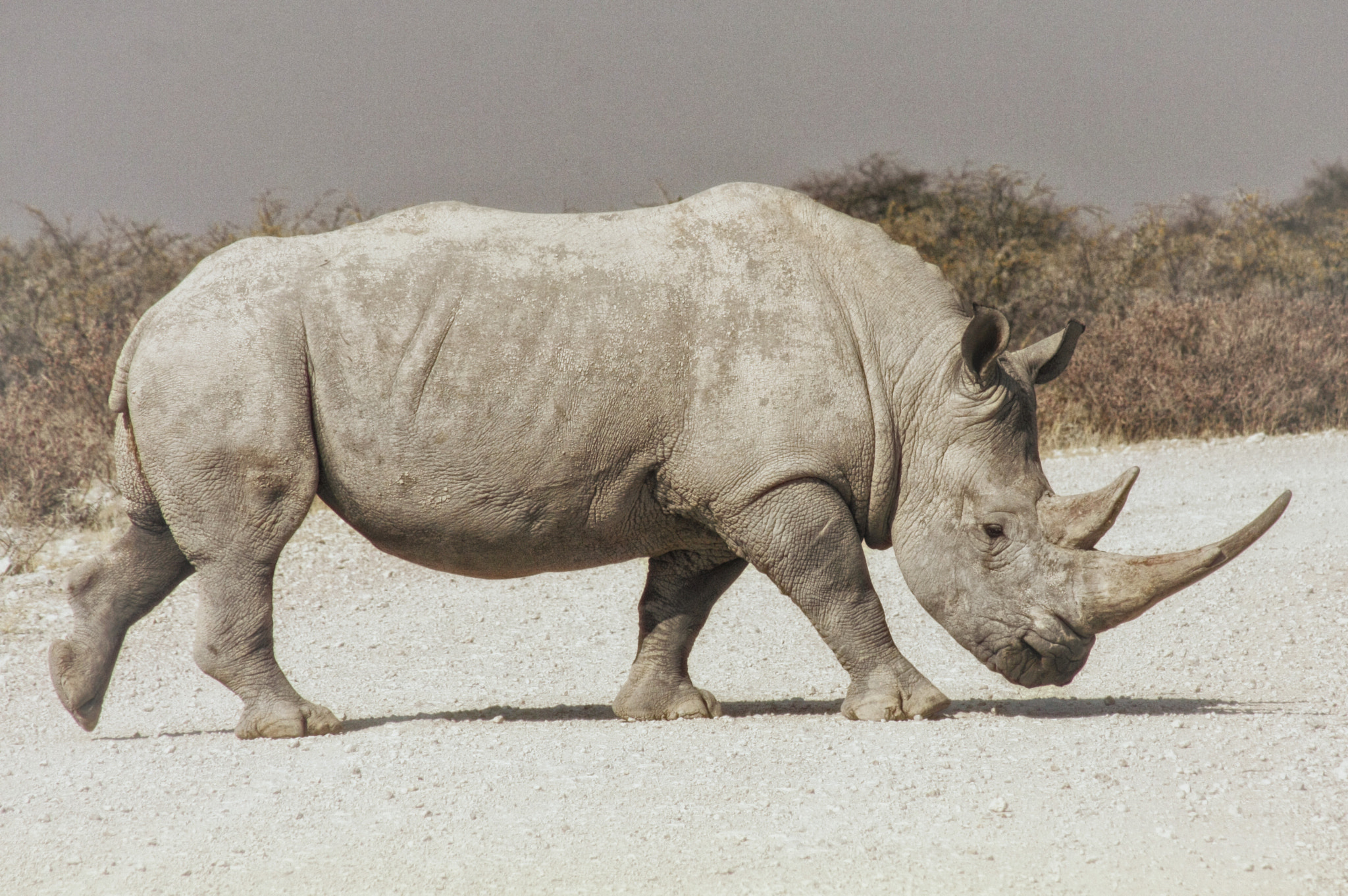 Rhino