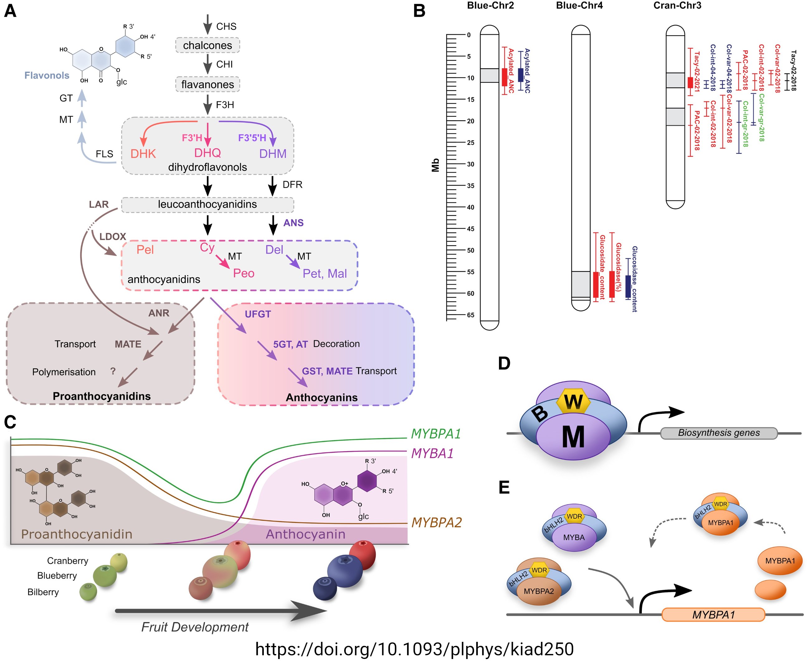 Vaccinium as model system to explore flavonoid biosynthesis (81)